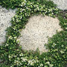 Blumensamenmischung Fur Pflasterfugen Manufactum Pflanzen Garten Und Outdoor Garten Gestalten