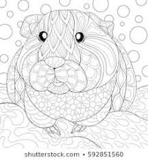 Kindermode für babys, kleinkinder und kinder mit meerschweinchen designs von. 67 Meerschweinchen Ideen Meerschweinchen Niedliche Meerschweinchen Tiere