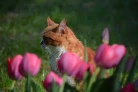 Are Tulips Poisonous To Cats Pets Byte