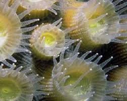 Hewan vertebrata juga memiliki sistem saraf pusat dan sistem saraf tepi. Pengertian Organisme Uniseluler Dan Multiseluler
