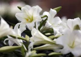 We did not find results for: Lilies Rich With Symbolism Of Easter And Spring The Blade
