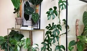 Bunganya yang cukup besar akan. Hanya Disini Update Harga Bunga Monstera Langsung Dari Petani Aplikasi Pertanian Media Agribisnis Gdm Agri
