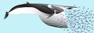 It can lift off 2kt from alioth with traditional flight. Clever Construction In Rorqual Whales The Institute For Creation Research