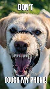 Don T Touch My Phone Wallpaper Aggressive Dog Breeds Dog Behavior Aggressive Dog