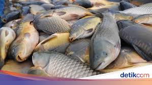 Ikan air tawar di indonesia memiliki beragam jenis mulai dari ikan hias air tawar hingga ikan konsumsi air tawar. Hari Ikan Nasional Ini 5 Ikan Air Tawar Indonesia Yang Populer