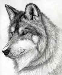 How To Draw A Wolf Head Mexican Wolf Step 15 Painting Art Lesson Learn To Sketch Realistic Drawings
