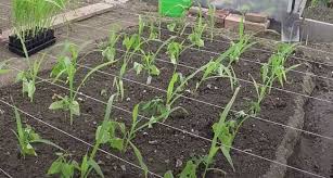 Check spelling or type a new query. What Is Companion Planting And Its Benefits To Gardeners Simplify Gardening