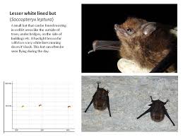 Image result for Pseudocalyx saccatus