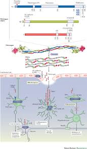 Image result for Fibrinogen