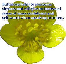 Buttercups Quotes. QuotesGram via Relatably.com