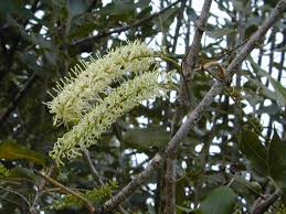 Image result for Macadamia aff. integrifolia