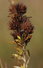 Maybe you would like to learn more about one of these? Plants Of Louisiana