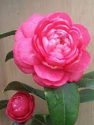 Camellia Japonica Stellar Sunrise Florida Flowers Camellia Japonica