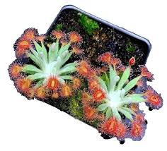 Image result for Drosera natalensis