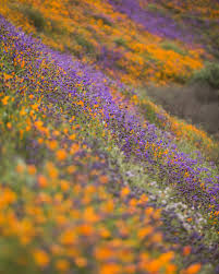 The flowers start bloom in spring and can all the way into september in the higher elevations. Under The Influence Of A Super Bloom The New York Times