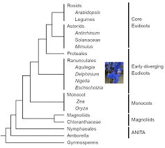 Image result for Delphinium leroyi