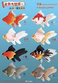ปลาทอง おしゃれまとめの人気アイデア pinterest lagomorpha king 金魚 生き物 きんぎょ