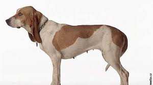 Image result for jurský honič