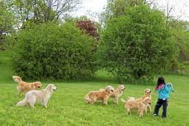 Julia golden retriever no comments. About Us Starrdust S Golden Retrievers Havanese