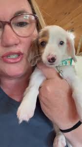 Bitsy Bug update! We’ve raised a lot of puppies throughout the years and  she’s a good one❤️