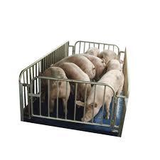 Pig Goat Cow Cattle Weighing Scales Sheep Weighing Scales Electronic Digital In 2020 Cattle Sheep Weighing Scale