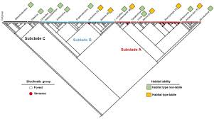 Image result for Englerodendron