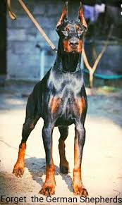 forget all those german shepherds doberman pinscher doberman puppy doberman dogs