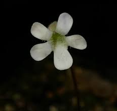 Image result for Pteronia acuminata