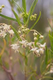 Image result for Gomphocarpus fruticosus