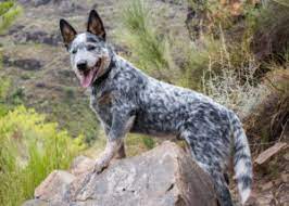 The cattle dog is compact in size, can have either a natural or bobtail, with. Australian Cattle Dog Puppies Animal Kingdom Puppies N Love
