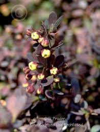 Barberry royal burgundy is a variation of the crimson pygmy with richer foliage color. Japanese Barberry Berberis Thunbergii Royal Burgundy In The Barberries Database Garden Org