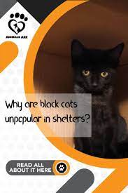 Why Are Black Cats Unpopular In Shelters In 2021 Cute Black Cats Cat Questions Cats