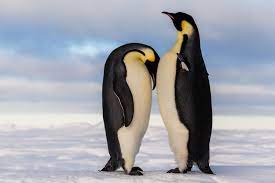 Duncan's pet is a budgie. What S It Like To Hug A Penguin What Do Penguins Feel Like