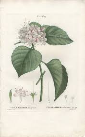 Image result for Volkameria