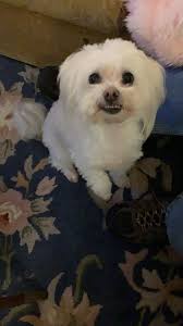 Lost elderly female doberman in White Bluff