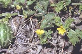 Image result for Cucumis myriocarpus