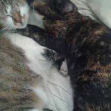 Sofia hasn't made any lists. Sofia Cadavid Sodaca2305 Twitter