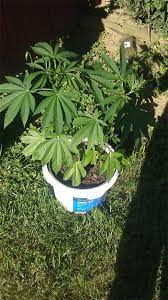 Mexican Sativa Marijuana Strain Information Leafly