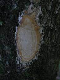 Image result for Canthium glaucum