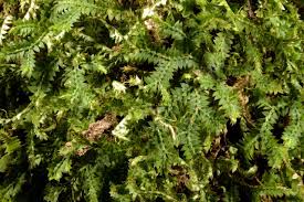 Image result for Selaginella mittenii