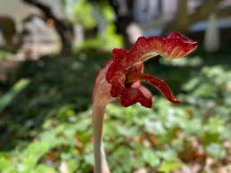 Image result for Erianthemum ngamicum