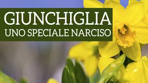 I fiori gialli sono fiori gialli simili al narciso from www.tuttogreen.it. Giunchiglia Un Narciso Davvero Speciale Vendita Piante Online