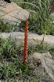 Image result for Disa cryptantha