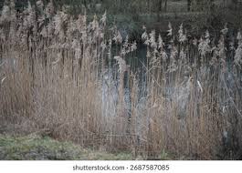 Image result for Phragmites mauritianus