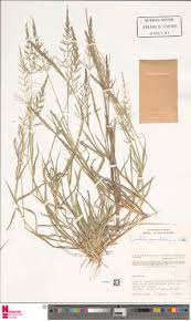 Image result for Sporobolus tenuissimus