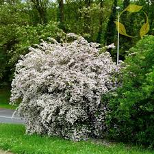 Image result for Kolkwitzia amabilis