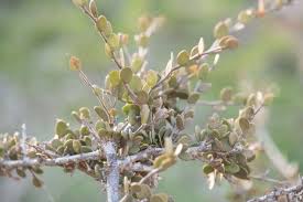 Image result for Cadaba