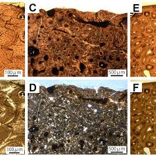 We did not find results for: Long Bone Histology Of Ankylosauridae Indet A Outer Cortex Of The Download Scientific Diagram