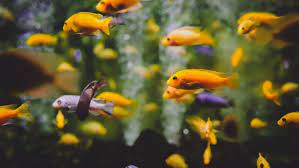 Ikan cupang mudah untuk dipelihara,begitu juga menernakanya.memelihara dan menernakan hanya butuh tempat yang tidak terlalu besar,jadi bisa dipelihara dan diternakan di rumah. Budidaya Ikan Hias Yang Mudah Untuk Pemula Rumah Com