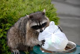 The rabies virus would have to jump to avian physiology to infect a crow. Rabies Is Back In Ontario What Should You Do Wdg Public Health